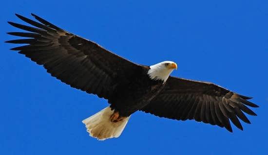 عکس عقاب با بال های گشوده و در حالت پرواز