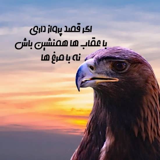 عکس نوشته های مفهومی در مورد عقاب