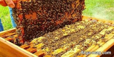 برترین روش پرورش زنبور عسل