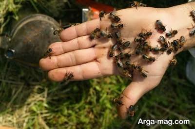 زنبورداری و پرورش زنبور عسل