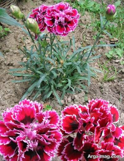 پرورش گلهای میخک