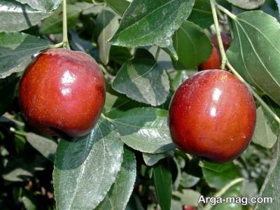 آشنایی با خواص برگ عناب
