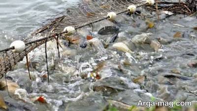 پرورش و تولید ماهی کپور
