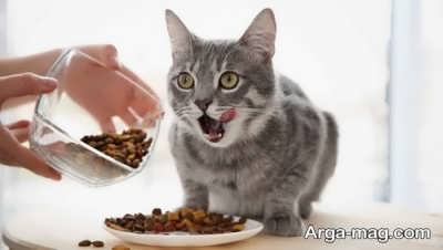 دستور تهیه چند غذای مناسب برای گربه
