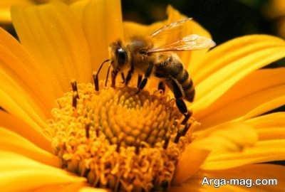 پرورش زنبورهای عسل