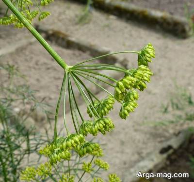 شرایط پرورش آنغوزه