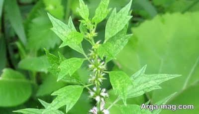 رفع پرکاری تیروئید