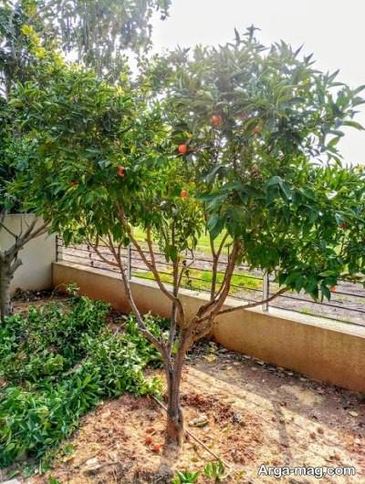 پرورش و نگهداری درخت نارنگی