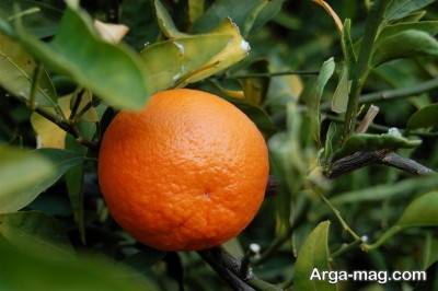 آشنایی با روش های کاشت درخت نارنگی