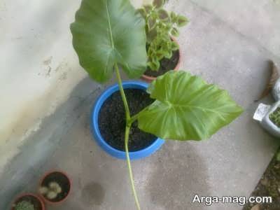 نحوه تکثیر گیاه بابا آدم