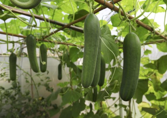 کاشت خیار گلخانه ای