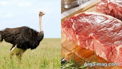 مصرف گوشت شتر مرغ