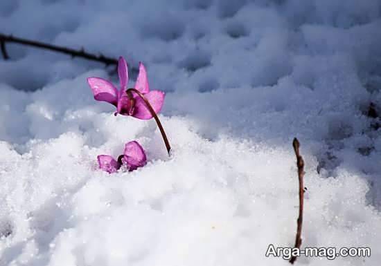 تصویر از گل زیبا در برف زمستانی
