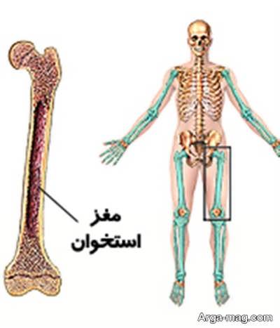 جراحی مغز استخوان و آنچه راجع به آن باید بدانید