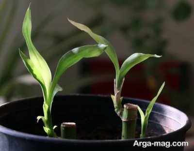 خاک مناسب برای پرورش گیاه بامبو