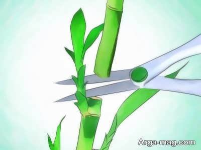 قلمه زدن گیاه بامبو