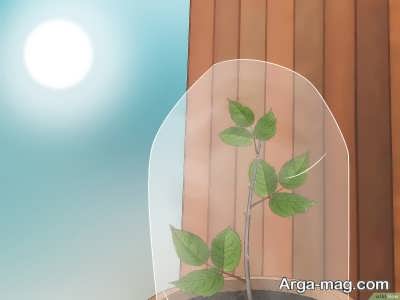 نور لازم برای پرورش گیاه ساناز