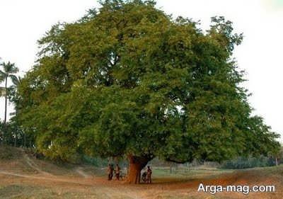 آشنایی با درخت پرفایده تمر هندی