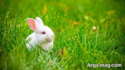 تعبیر دیدن خرگوش نشانه چیست ؟ 