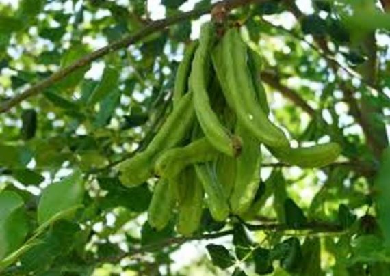 آشنایی با خواص خرنوب