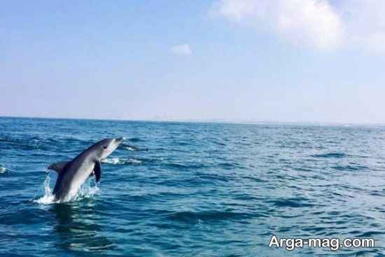دلفین مسقط
