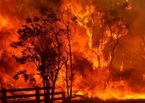 استرالیا دارای جنگل های گسترده ای که هرساله دچار آتش سوزی می گردد