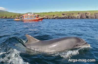 مشاهده دلفین ها در خلیج کشور ایرلند