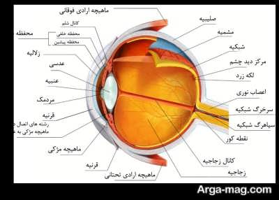 آشنایی با بیماری مگس پران