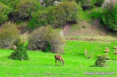 گردشگری در فندقلو