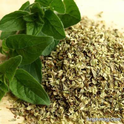 معرفی گیاه ارگانو