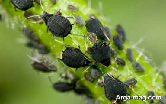 مورچه ها به تنهایی برای گیاهان مضر نمی باشند