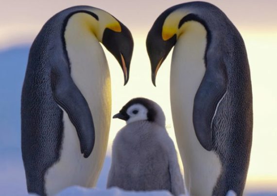پنگوئن ها حیوانات زیبا و دوست داشتنی
