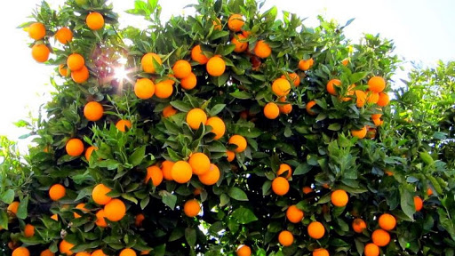 کاشت درخت پرتقال و نگهداری از آن