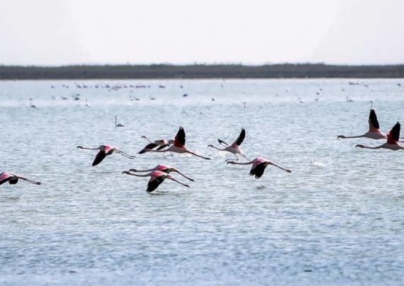 پرندگان مهاجر پرندگان پرندگانی که در فصل سرما کوچ می کنند به مناطق گرمسیری