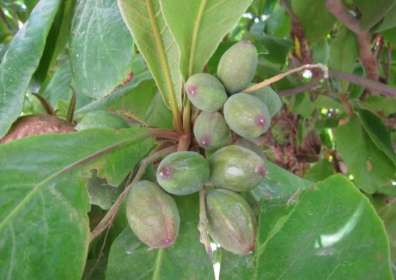راه های مختلف کاشت درخت بادام هندی