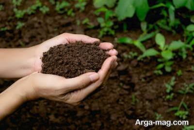 استفاده از خاک غنی برای کاشت سبزی جعفری