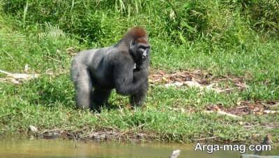 منطقه حفاظت شده گوریل کنگو