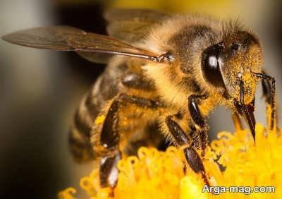 زنبورهای عسل زمستانی