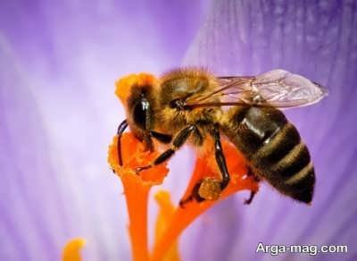 زنبور عسل و ملکه آن ها