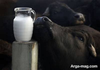 فواید باور نکردنی شیر گاومیش