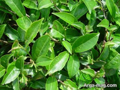 قرص گرین تیدین چای سبز