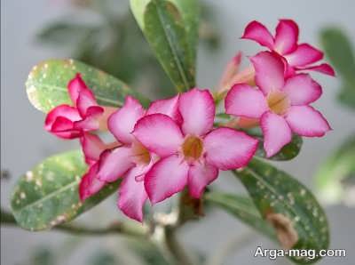 نگهداری و پرورش رز صحرایی