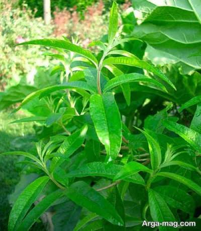 مزایای به لیمو