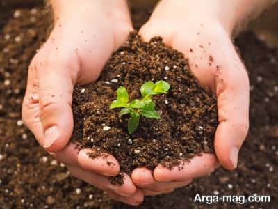 شرایط لازم برای نگهداری گیاه کردلین