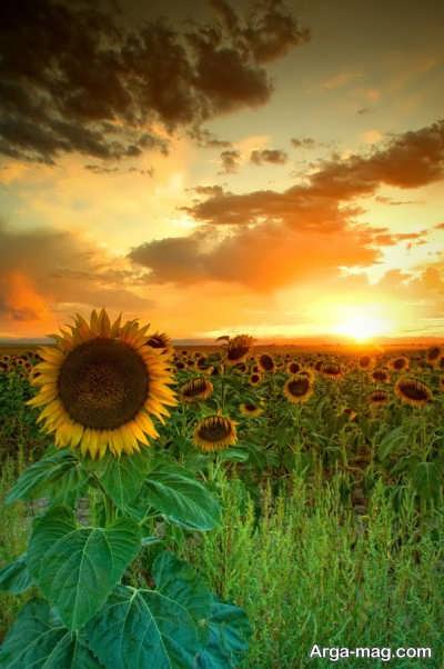 متن زیبا برای بیو 