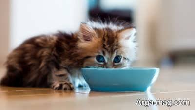 تامین تغذیه مورد نیاز بچه گربه