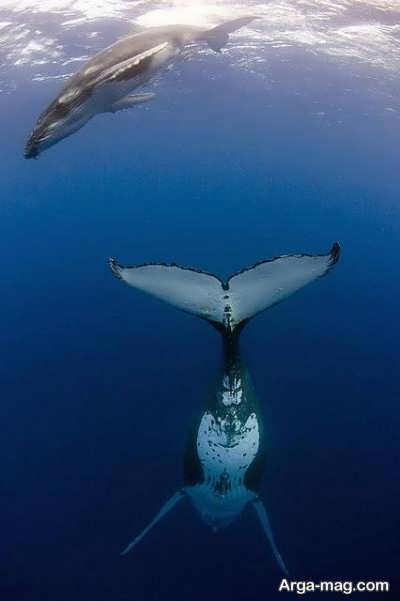 معرفی حیوان نهنگ