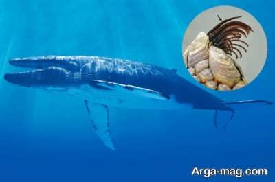 معرفی غذای حیوان نهنگ