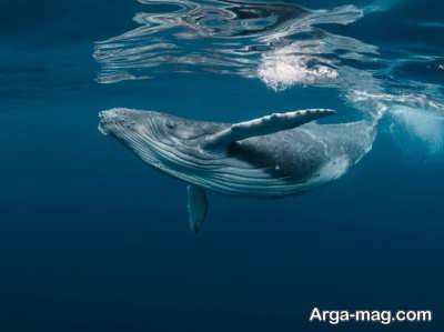 علت انقراض گونه ای حیوان نهنگ چه می باشد؟