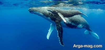 حقایقی در رابطه با حیوان نهنگ